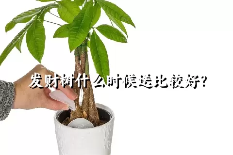 发财树什么时候送比较好？