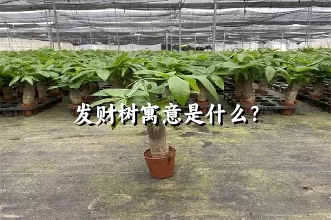 发财树寓意是什么？