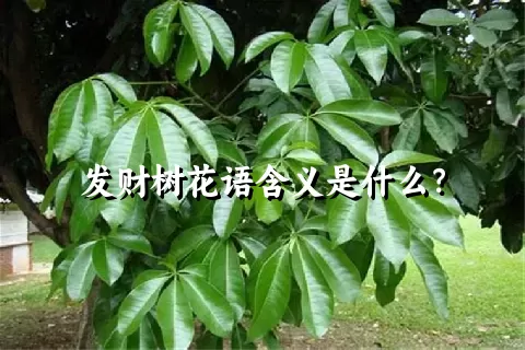 发财树花语含义是什么？