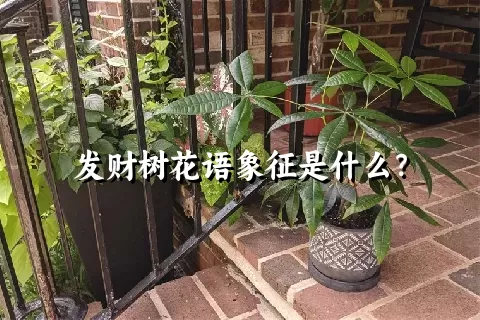 发财树花语象征是什么？