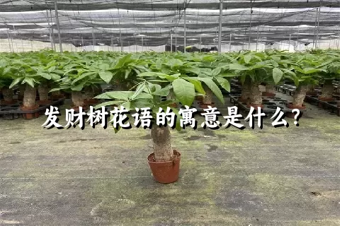 发财树花语的寓意是什么？