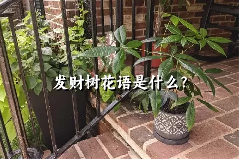 发财树花语是什么？