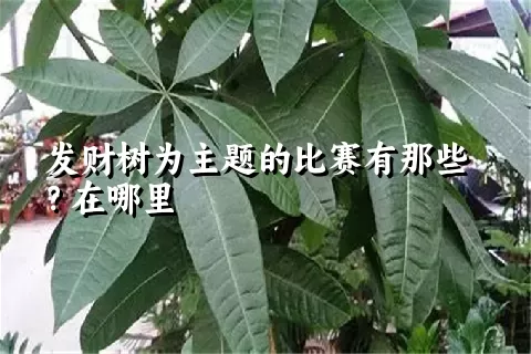 发财树为主题的比赛有那些？在哪里