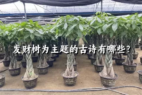 发财树为主题的古诗有哪些？