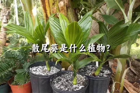 散尾葵是什么植物？