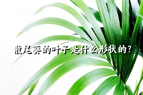 散尾葵的叶子是什么形状的？