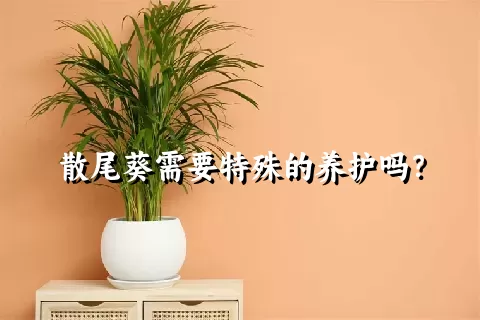 散尾葵需要特殊的养护吗？