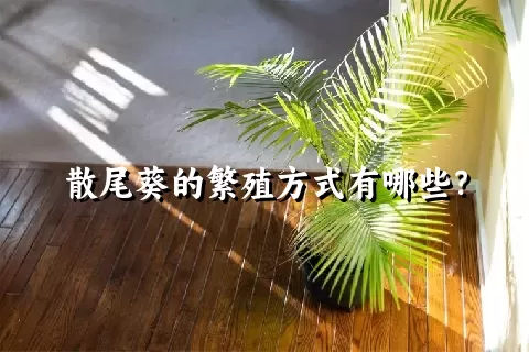 散尾葵的繁殖方式有哪些？