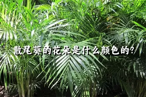 散尾葵的花朵是什么颜色的？