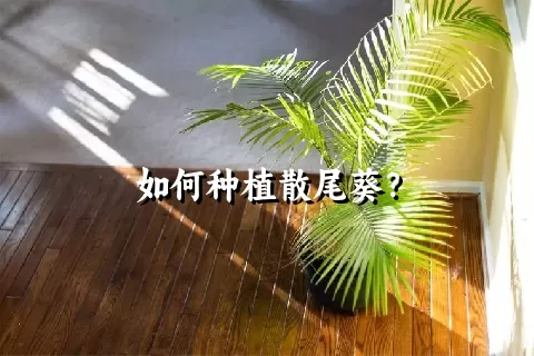 如何种植散尾葵？