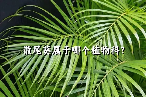 散尾葵属于哪个植物科？