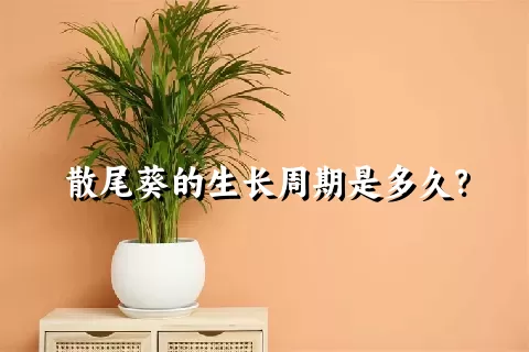 散尾葵的生长周期是多久？