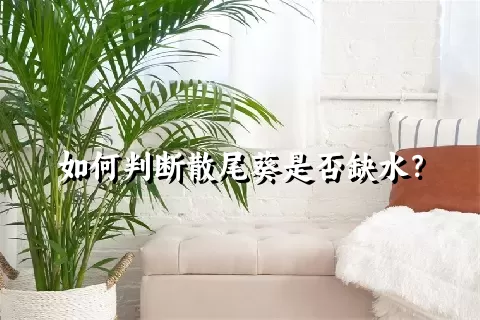 如何判断散尾葵是否缺水？