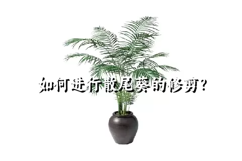 如何进行散尾葵的修剪？