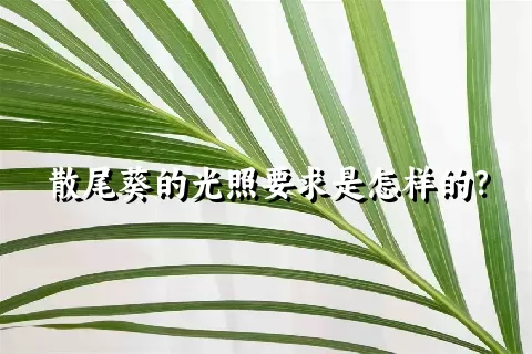 散尾葵的光照要求是怎样的？