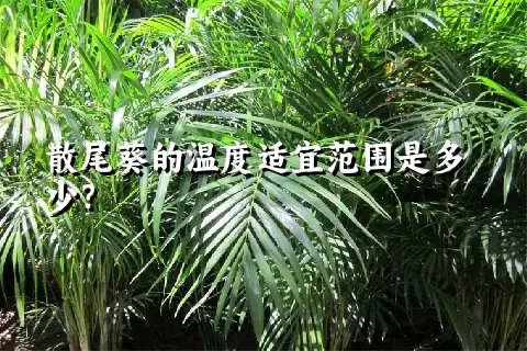 散尾葵的温度适宜范围是多少？