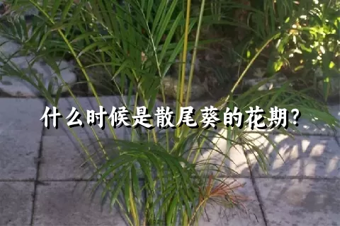 什么时候是散尾葵的花期？