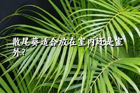 散尾葵适合放在室内还是室外？