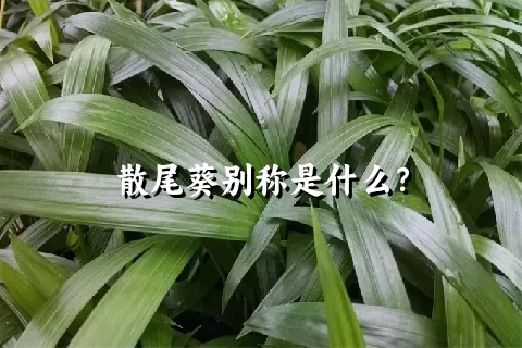 散尾葵别称是什么？