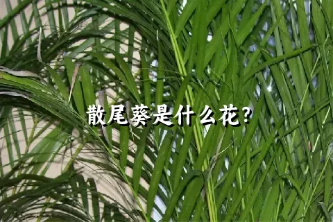 散尾葵是什么花？