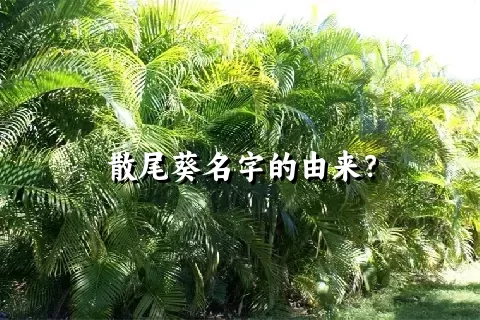 散尾葵名字的由来？