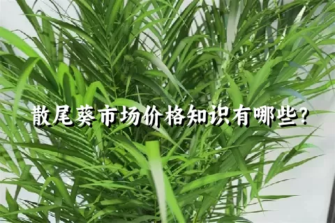 散尾葵市场价格知识有哪些？