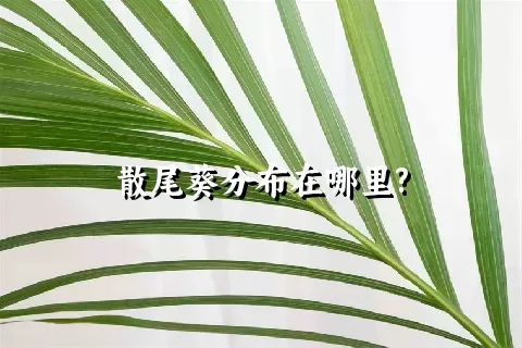 散尾葵分布在哪里?