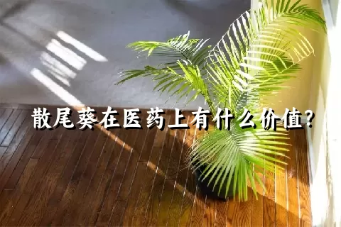 散尾葵在医药上有什么价值？