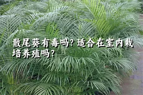 散尾葵有毒吗？适合在室内栽培养殖吗？