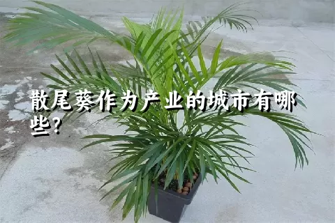 散尾葵作为产业的城市有哪些？