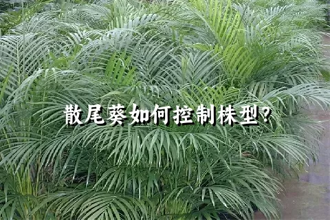 散尾葵如何控制株型？