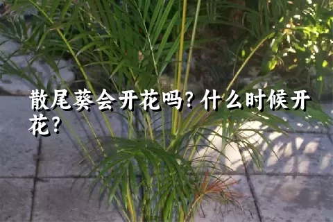 散尾葵会开花吗？什么时候开花？