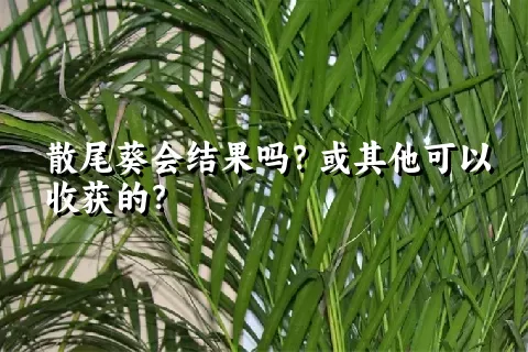 散尾葵会结果吗？或其他可以收获的？