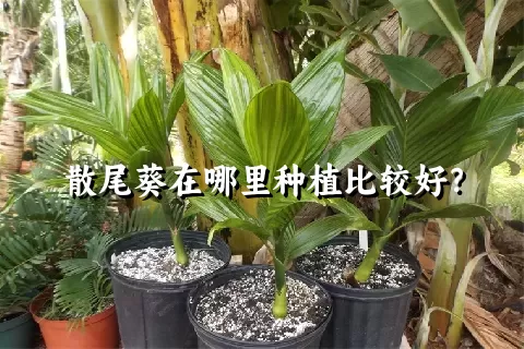 散尾葵在哪里种植比较好？