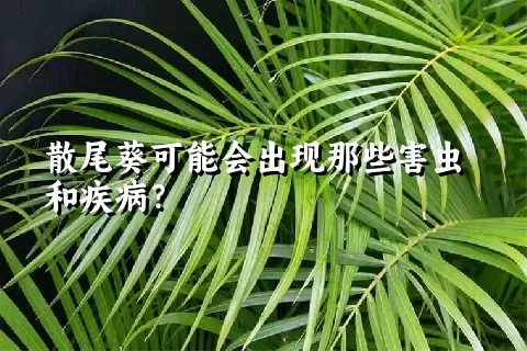 散尾葵可能会出现那些害虫和疾病？