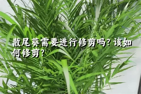 散尾葵需要进行修剪吗？该如何修剪？