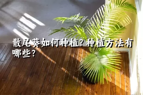 散尾葵如何种植？种植方法有哪些？