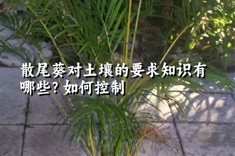 散尾葵对土壤的要求知识有哪些？如何控制