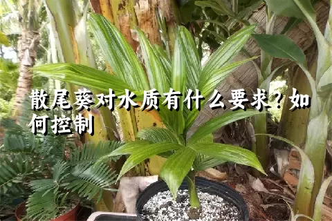 散尾葵对水质有什么要求？如何控制