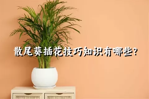 散尾葵插花技巧知识有哪些？