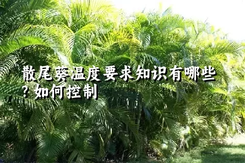 散尾葵温度要求知识有哪些？如何控制