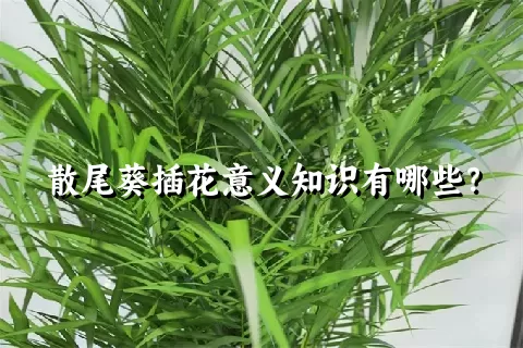 散尾葵插花意义知识有哪些？