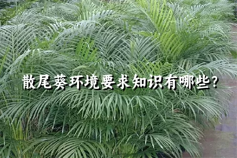 散尾葵环境要求知识有哪些？