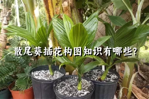 散尾葵插花构图知识有哪些？