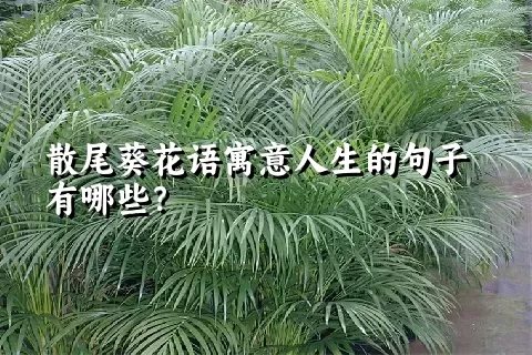 散尾葵花语寓意人生的句子有哪些？