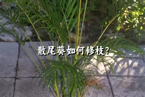 散尾葵如何修枝？