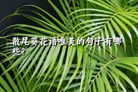 散尾葵花语唯美的句子有哪些？