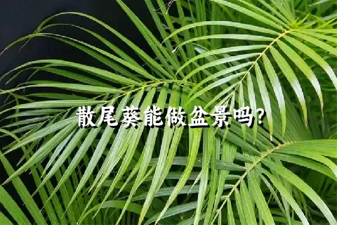 散尾葵能做盆景吗？