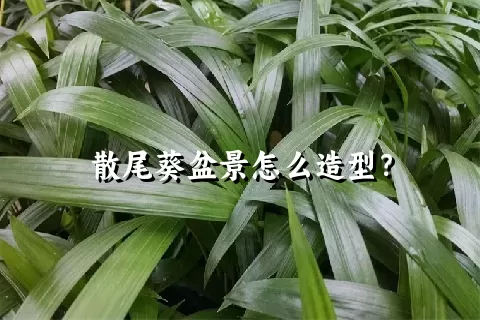 散尾葵盆景怎么造型？