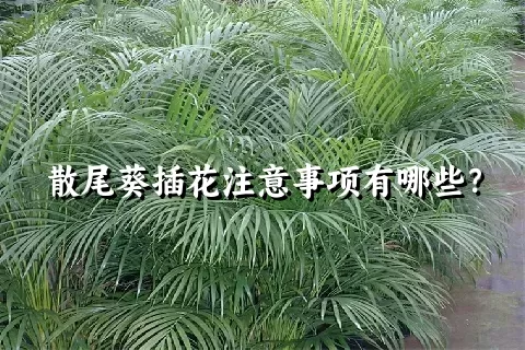 散尾葵插花注意事项有哪些？